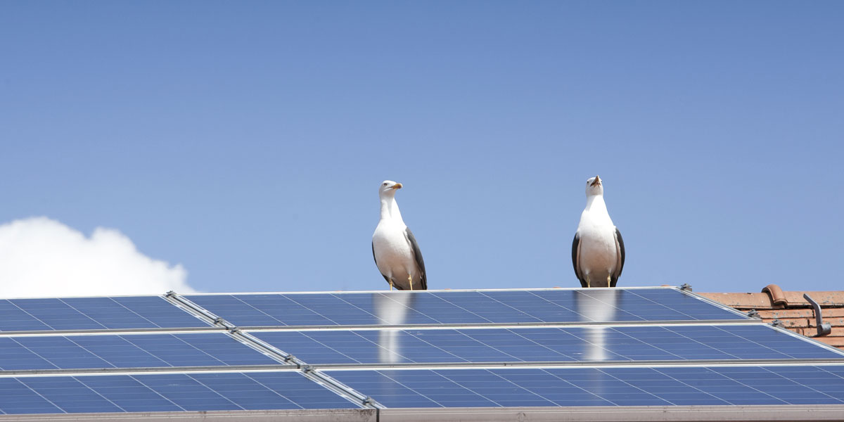 Birds flying into solar panels
